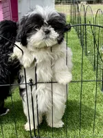 Rose, a female Shih Tzu for sale in Mount Pleasant, MI – 4 of 5