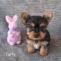 Taffy, a female Yorkshire Terrier for sale in Mount Pleasant, MI – Photo 1 of 3