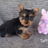 Taffy, a female Yorkshire Terrier for sale in Mount Pleasant, MI – Photo 2 of 3