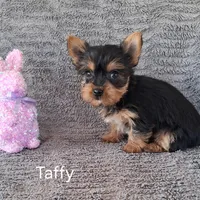 Taffy, a female Yorkshire Terrier for sale in Mount Pleasant, MI – Photo 3 of 3