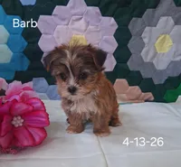 Barb, a female Shorkie for sale in Mount Pleasant, MI – 3 of 3