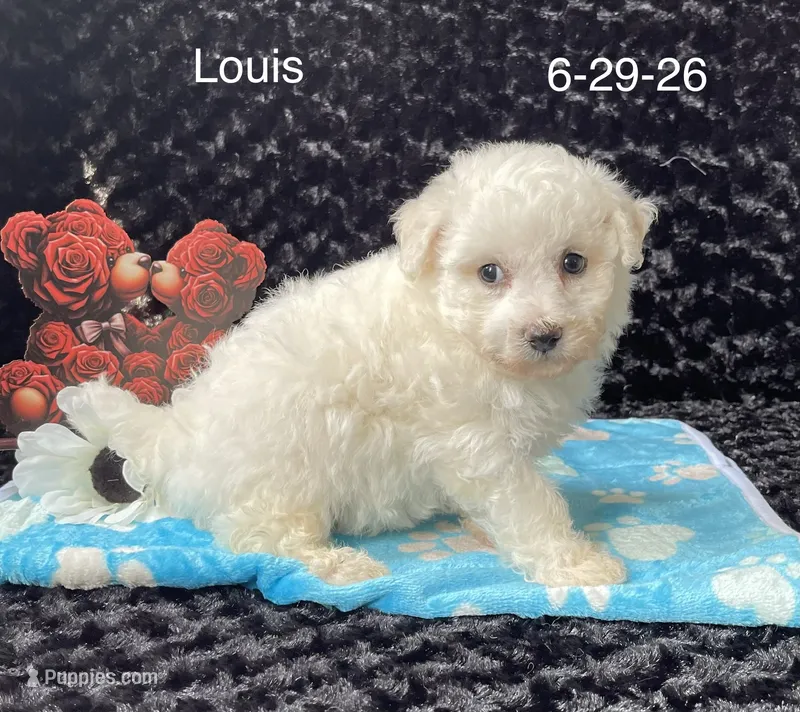 Louis – Bichon Frise puppy for sale in Mount Pleasant, MI