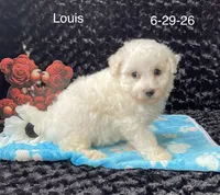 Louis, a male Bichon Frise for sale in Mount Pleasant, MI – 1 of 3