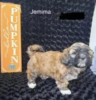 Jemima, a female Shichon for sale in Mount Pleasant, MI – 2 of 3
