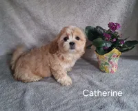 Catherine, a female Shichon for sale in Mount Pleasant, MI – 2 of 3