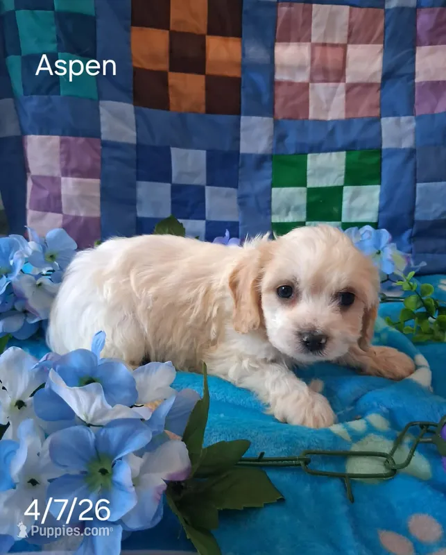 Aspen – Cavachon puppy for sale in Mount Pleasant, MI