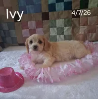 Ivy, a female Cavachon for sale in Mount Pleasant, MI – 3 of 3