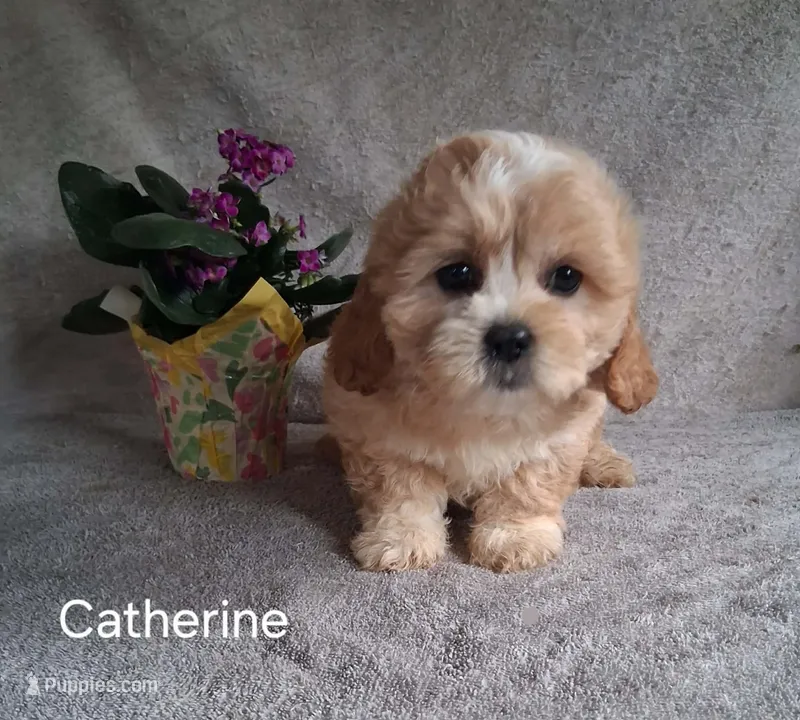 Catherine – Shichon puppy for sale in Mount Pleasant, MI