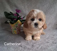 Catherine, a female Shichon for sale in Mount Pleasant, MI – 1 of 3