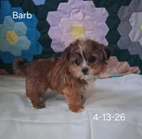 Barb, a female Shorkie for sale in Mount Pleasant, MI – 1 of 3