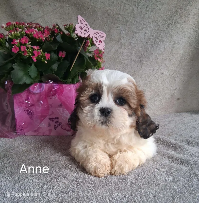 Anne – Shichon puppy for sale in Mount Pleasant, MI