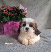 Anne, a female Shichon for sale in Mount Pleasant, MI – 1 of 3