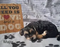 Major, a male Bichon Frise and Yorkshire Terrier for sale in Mount Pleasant, MI – 2 of 3