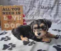 Marble, a male Bichon Frise and Yorkshire Terrier for sale in Mount Pleasant, MI – 2 of 3