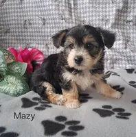 Mazy, a female Bichon Frise and Yorkshire Terrier for sale in Mount Pleasant, MI – 3 of 3