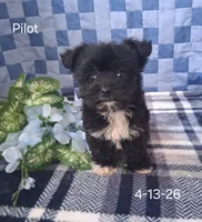 Pilot, a male Shichon for sale in Mount Pleasant, MI – 3 of 3