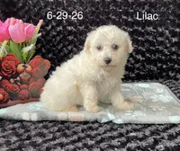 Lilac, a female Bichon Frise for sale in Mount Pleasant, MI – 2 of 3