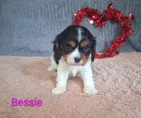 Bessie, a female Cavalier King Charles Spaniel for sale in Mount Pleasant, MI – Photo 2 of 3