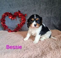 Bessie, a female Cavalier King Charles Spaniel for sale in Mount Pleasant, MI – Photo 3 of 3