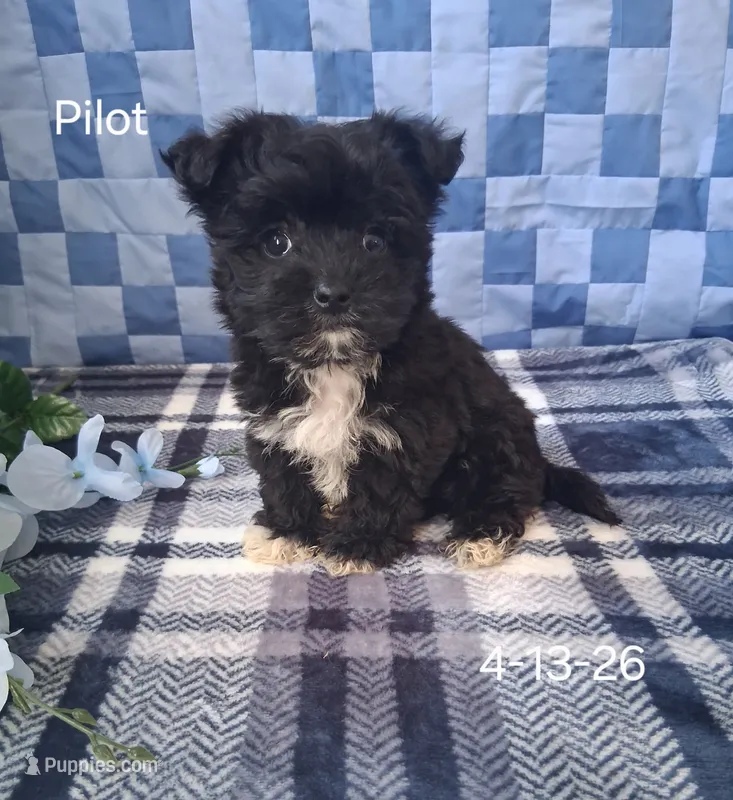 Pilot – Shichon puppy for sale in Mount Pleasant, MI