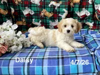Daisy, a female Cavachon for sale in Mount Pleasant, MI – 1 of 3