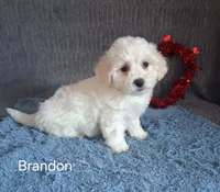 Brandon, a male Bichon Frise for sale in Mount Pleasant, MI – Photo 2 of 2