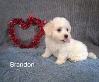Brandon, a male Bichon Frise for sale in Mount Pleasant, MI – Photo 1 of 2