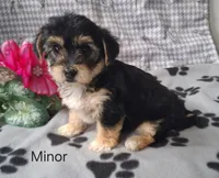 Minor, a female Bichon Frise and Yorkshire Terrier for sale in Mount Pleasant, MI – 2 of 3