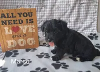 Marco, a male Bichon Frise and Yorkshire Terrier for sale in Mount Pleasant, MI – 2 of 3