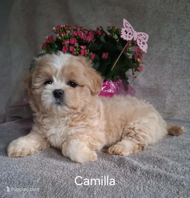 Camilla – Shichon puppy for sale in Mount Pleasant, MI