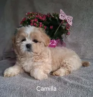 Camilla, a female Shichon for sale in Mount Pleasant, MI – 1 of 3