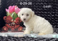 Leah, a female Bichon Frise for sale in Mount Pleasant, MI – 2 of 3