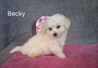 Becky, a female Bichon Frise for sale in Mount Pleasant, MI – Photo 1 of 2