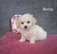 Becky, a female Bichon Frise for sale in Mount Pleasant, MI – Photo 2 of 2