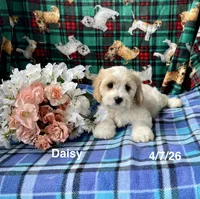 Daisy, a female Cavachon for sale in Mount Pleasant, MI – 2 of 3