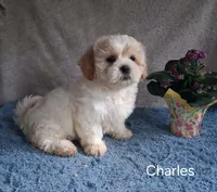 Charles, a male Shichon for sale in Mount Pleasant, MI – 2 of 3