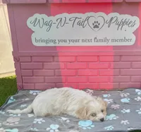 Acorn, a male Cavachon for sale in Mount Pleasant, MI – 3 of 4
