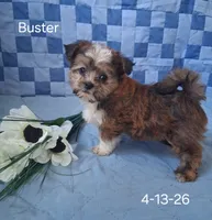 Buster, a male Shorkie for sale in Mount Pleasant, MI – 2 of 3