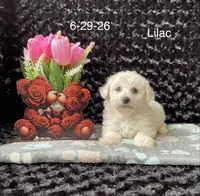 Lilac, a female Bichon Frise for sale in Mount Pleasant, MI – 3 of 3