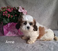 Anne, a female Shichon for sale in Mount Pleasant, MI – 3 of 3
