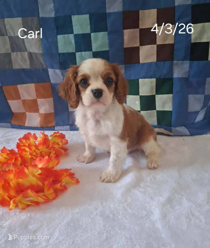 Carl – Cavalier King Charles Spaniel puppy for sale in Mount Pleasant, MI