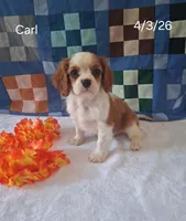 Carl, a male Cavalier King Charles Spaniel for sale in Mount Pleasant, MI – 1 of 3