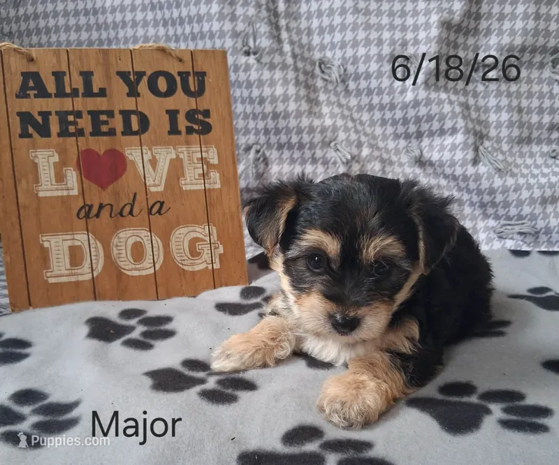 Major – Bichon Frise, Yorkshire Terrier puppy for sale in Mount Pleasant, MI