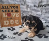 Major, a male Bichon Frise and Yorkshire Terrier for sale in Mount Pleasant, MI – 1 of 3