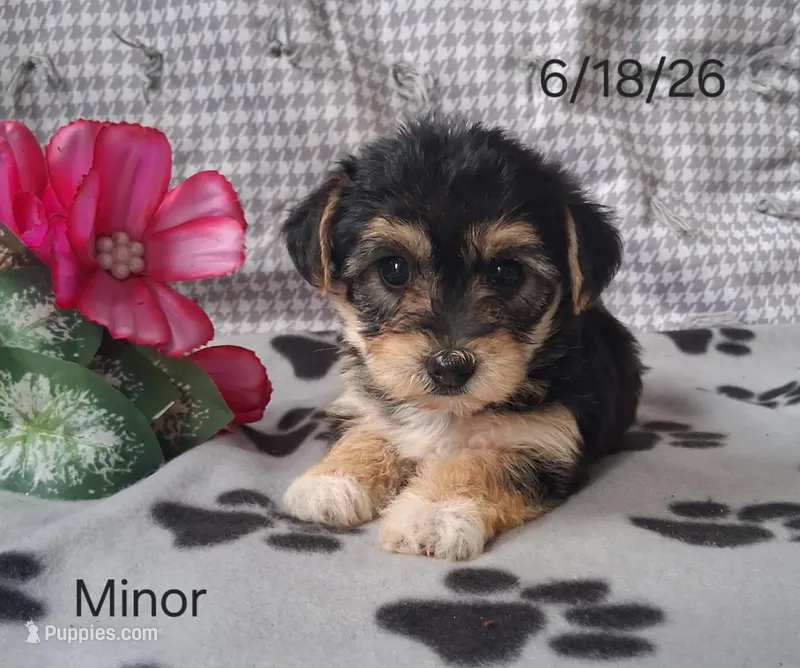 Minor – Bichon Frise, Yorkshire Terrier puppy for sale in Mount Pleasant, MI
