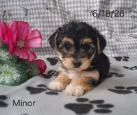 Minor, a female Bichon Frise and Yorkshire Terrier for sale in Mount Pleasant, MI – 1 of 3