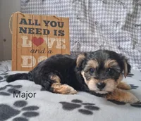 Major, a male Bichon Frise and Yorkshire Terrier for sale in Mount Pleasant, MI – 3 of 3