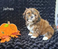 James, a male Shichon for sale in Mount Pleasant, MI – 3 of 3