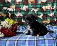 Peggy, a female Shichon for sale in Mount Pleasant, MI – 3 of 3