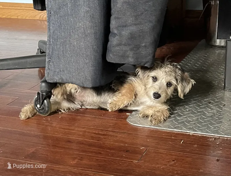 Major – Bichon Frise, Yorkshire Terrier puppy for sale in Mount Pleasant, MI